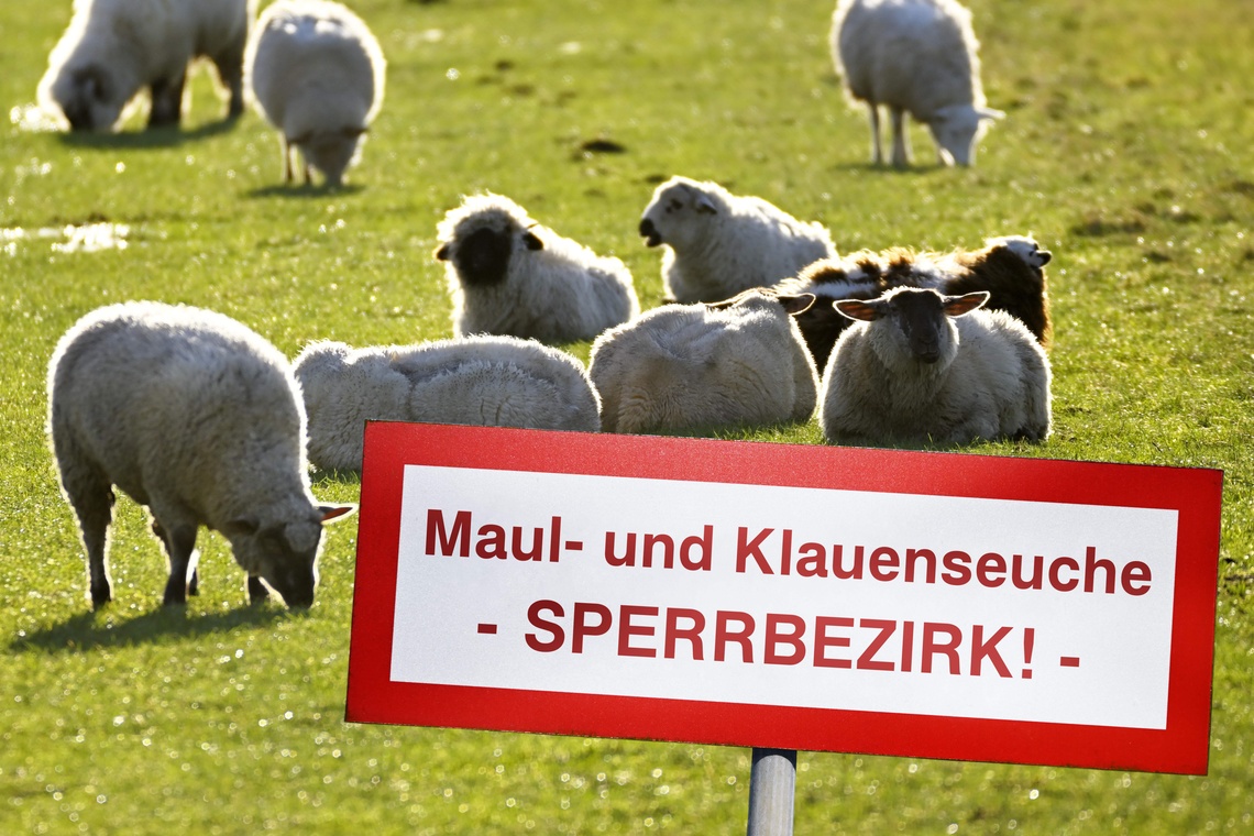 Schild mit Schriftzug "Maul- und Klauenseuche und Sperrbezirk" sowie Schafe