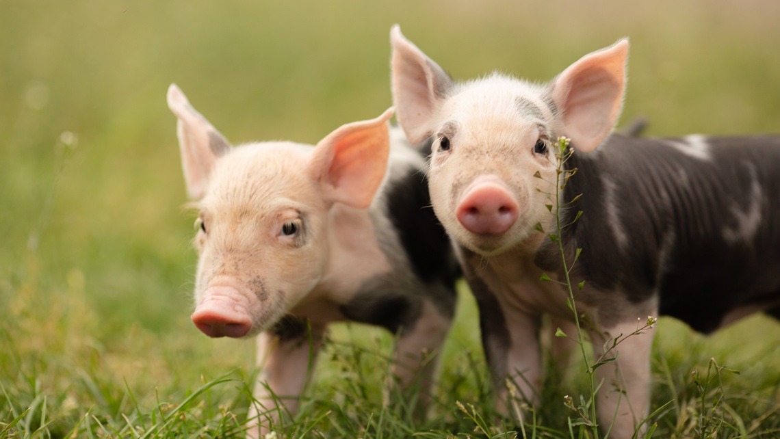 Zwei Ferkel auf einer Wiese.