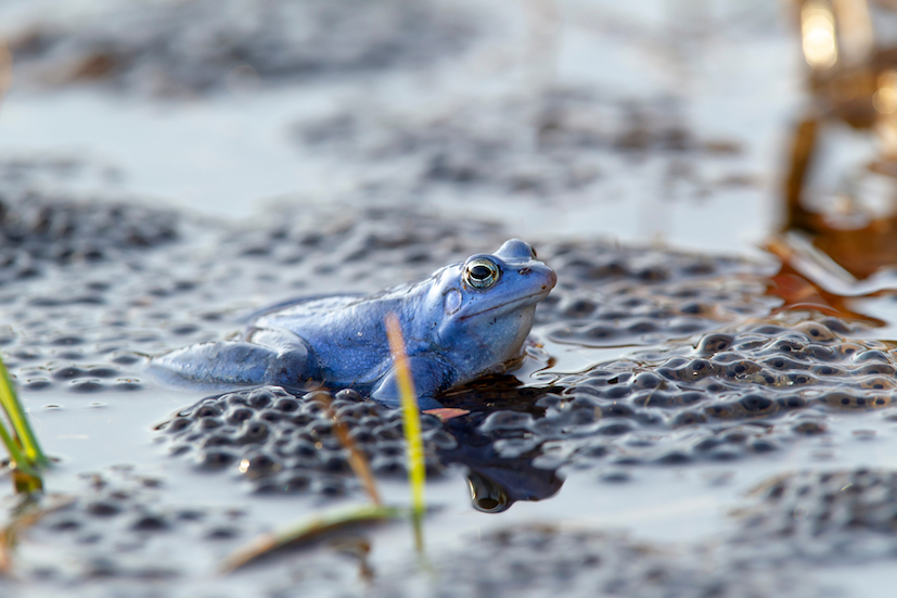 Blauer Frosch sitzt im Laich
