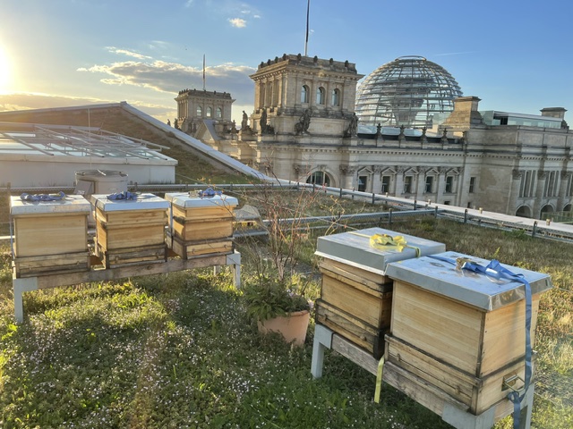 Bienenstöcke stehen auf dem Dach des Jakob-Kaiser-Hauses. Im Hintergrund ist die Kuppel des Reichstagsgebäudes zu sehen.